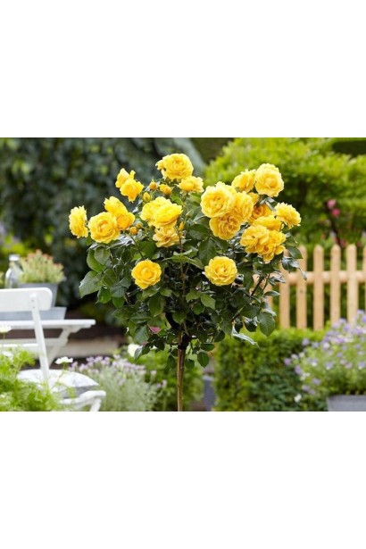 Роза Луна Трендсеттер на штамбе